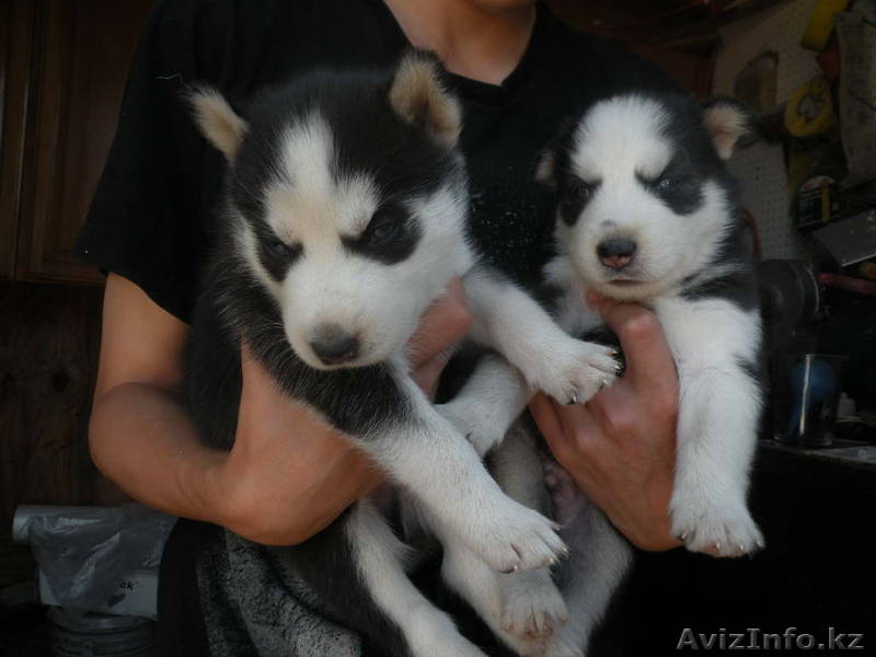 сладко хороший дом Сибирский хаски щенки. - Изображение #1, Объявление #886859