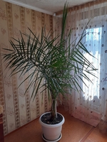 Продается 2-х комнатная квартира на 26 квартале (район Олимпийского мишки) - Изображение #2, Объявление #1709816