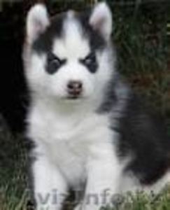 хороший красивый сибирский хаски для принятия