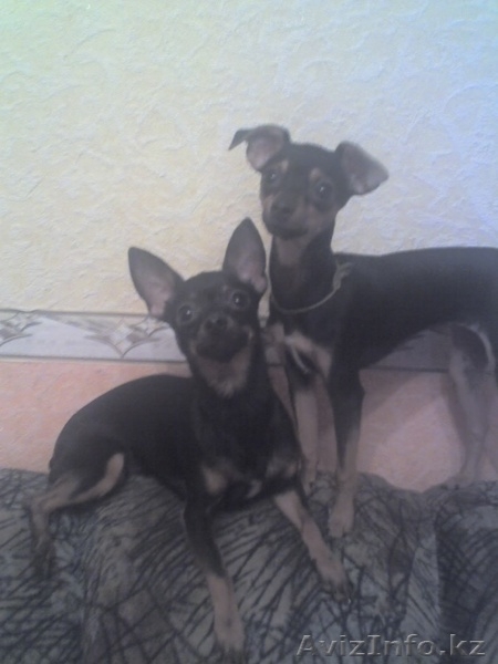 продам щенков той терьера,г.Шахтинск - Изображение #1, Объявление #460705