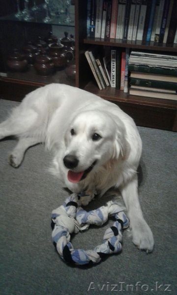 Ищем суку для вязки - Изображение #3, Объявление #1492942