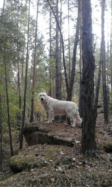 Ищем суку для вязки - Изображение #4, Объявление #1492942