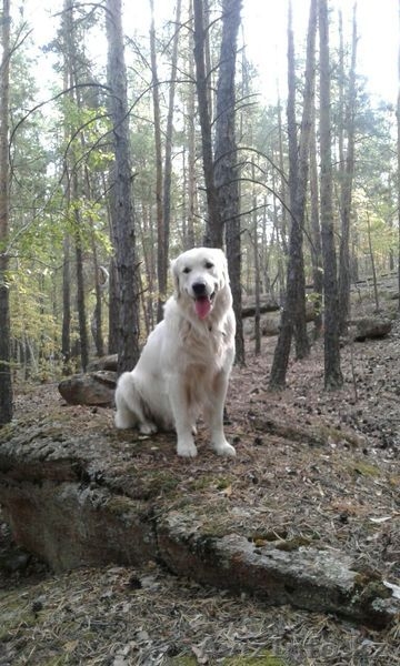 Ищем суку для вязки - Изображение #5, Объявление #1492942